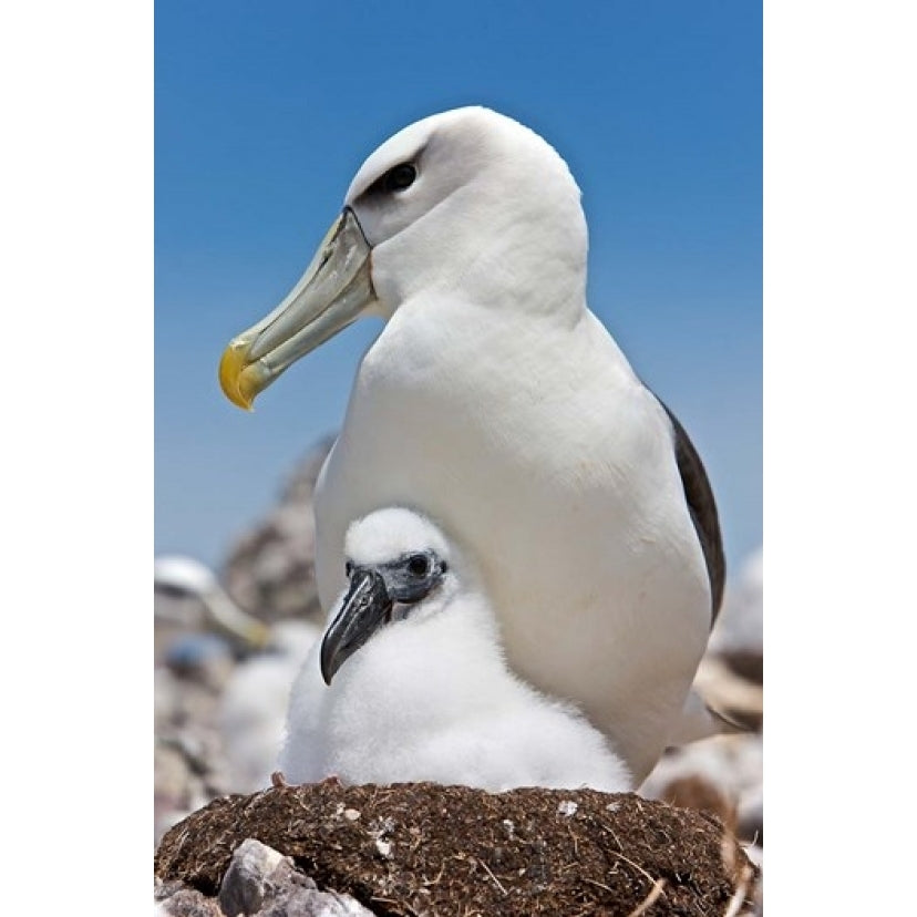 Australia Tasmania Bass Strait Shy albatross with chick Poster Print by Rebecca Jackrel (19 x 29) Image 1