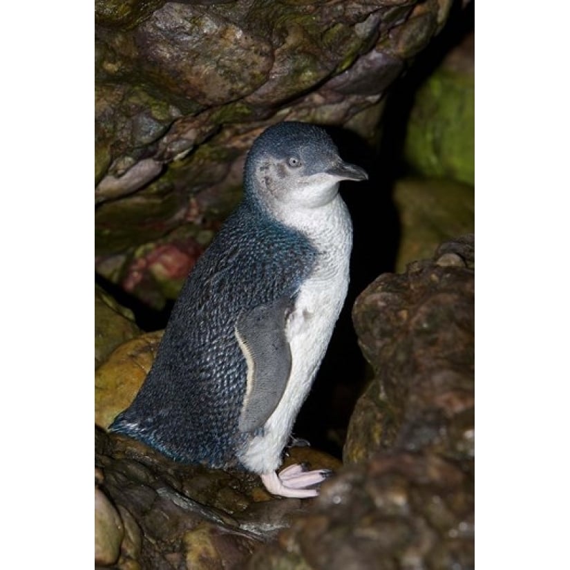 Australia Bass Strait Little blue penguin Poster Print by Rebecca Jackrel (18 x 26) Image 1