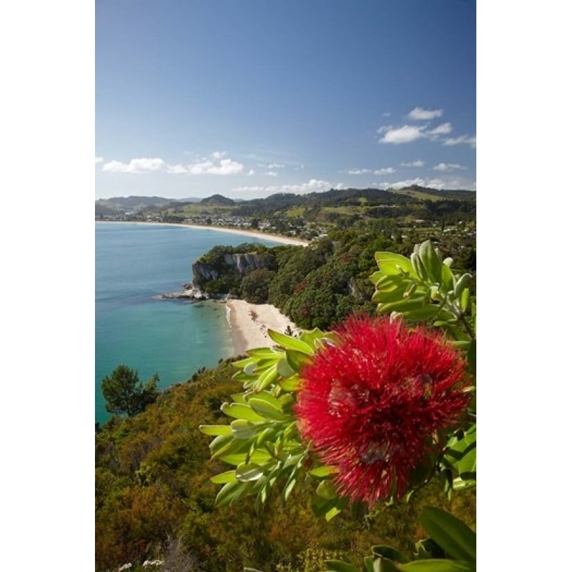 Coastline Cooks Beach North Island Zealand Poster Print by David Wall (25 x 38) Image 1