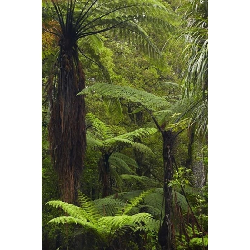 Tree ferns Manginangina Kauri Walk Puketi Forest near Kerikeri North Island Zealand Print by David Wall Image 1