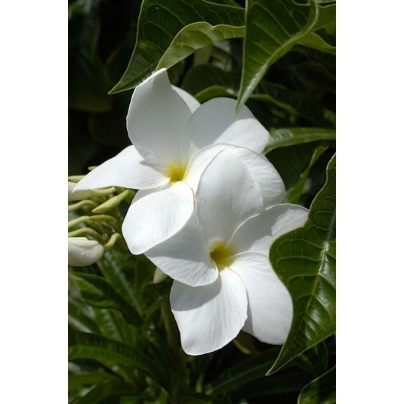 White Flowers on Palm Beach Aruba Poster Print by Lisa S. Engelbrecht (18 x 27) Image 1