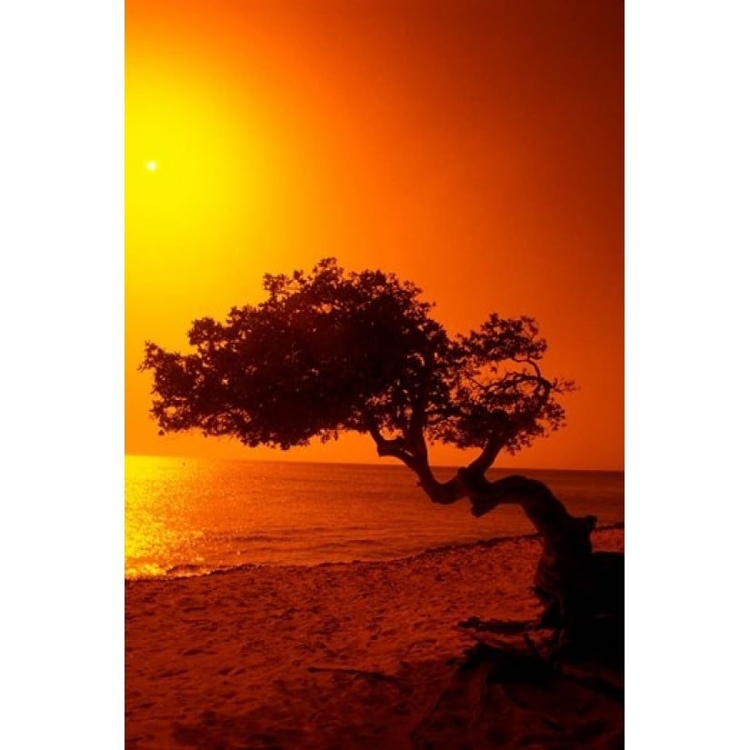 Lone Divi Divi Tree at Sunset Aruba Poster Print by Bill Bachmann (19 x 28) Image 1