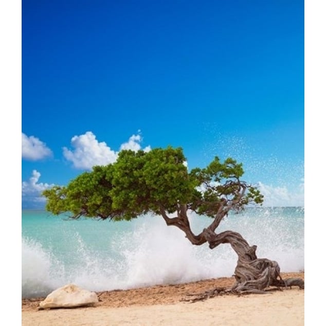 Divi Divi Tree Eagle Beach Aruba Caribbean Poster Print by Paul Thompson (11 x 14) Image 1