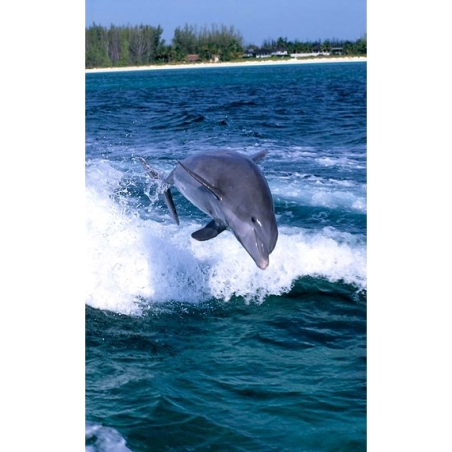 Dolphin Jumping Grand Bahama Bahamas Poster Print by Michael DeFreitas (11 x 17) Image 1