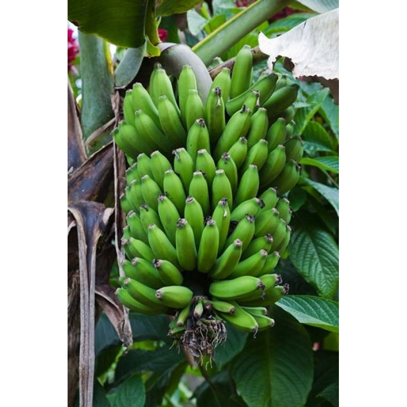 Cuba Topes de Collantes banana fruit tree Poster Print by Walter Bibikow (19 x 28) Image 1