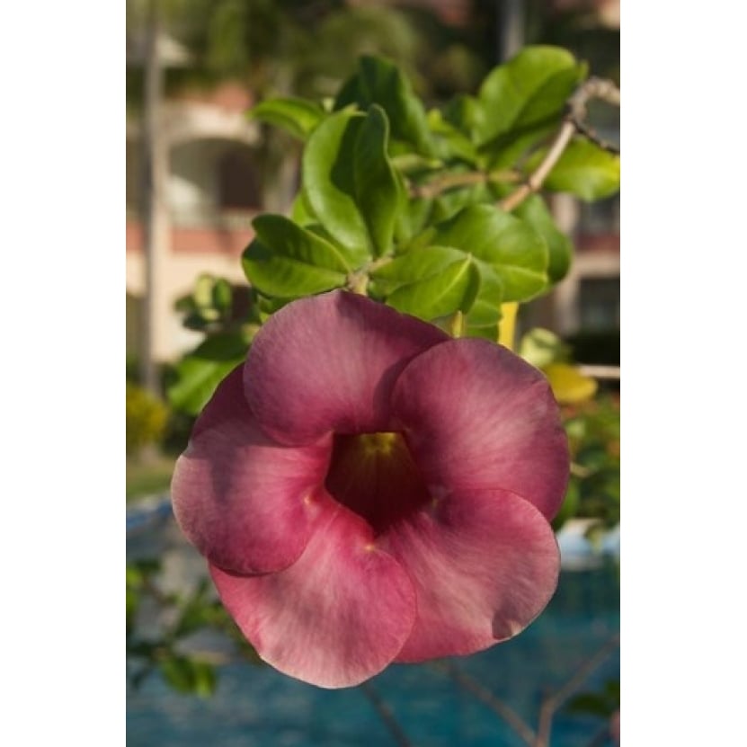 Dominican Republic Punta Cana Allamanda flower - pink Poster Print by Lisa S. Engelbrecht (24 x 36) Image 1