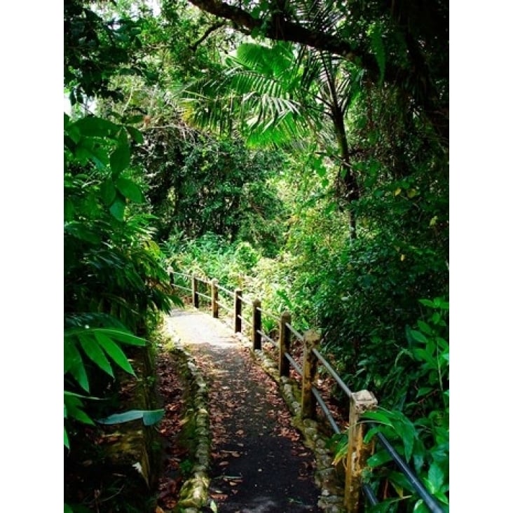 Puerto Rico Luquillo El Yunque National Forest path Poster Print by Miva Stock (24 x 36) Image 1