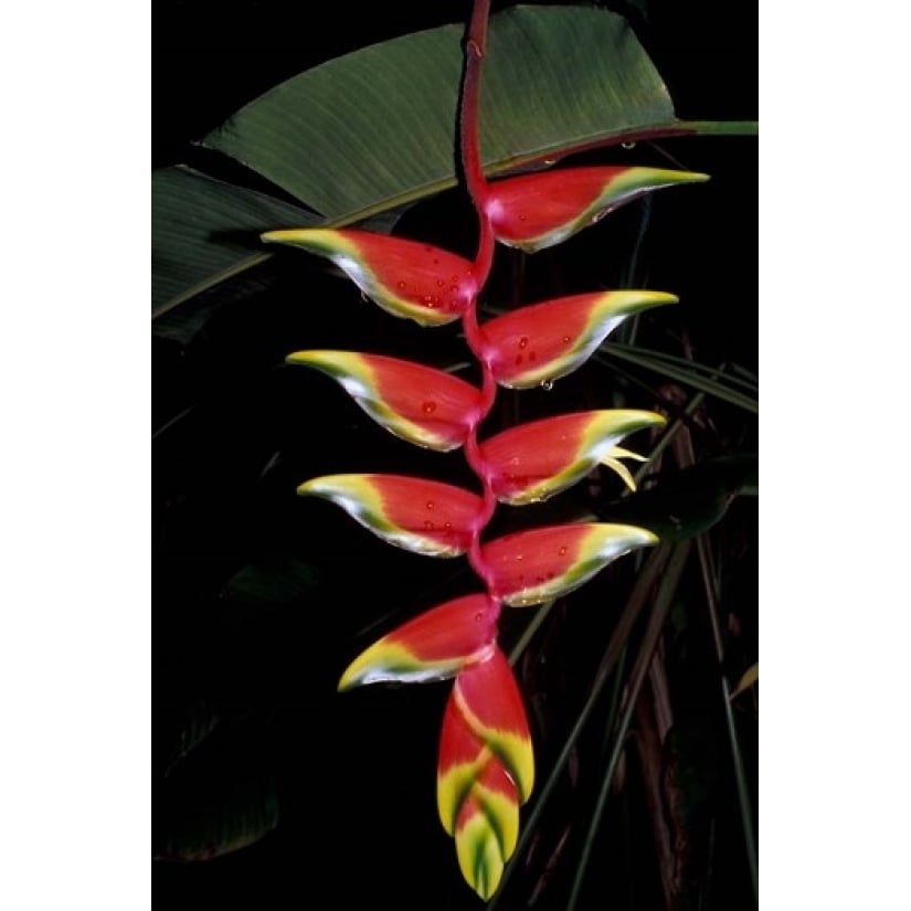 Tropical Flower on Culebra Island Puerto Rico Poster Print by Michele Molinari (18 x 26) Image 1