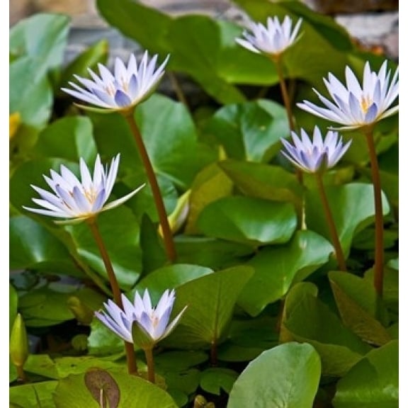 Pygmy Water Lily flower Poster Print by Joe Restuccia III (23 x 24) Image 1