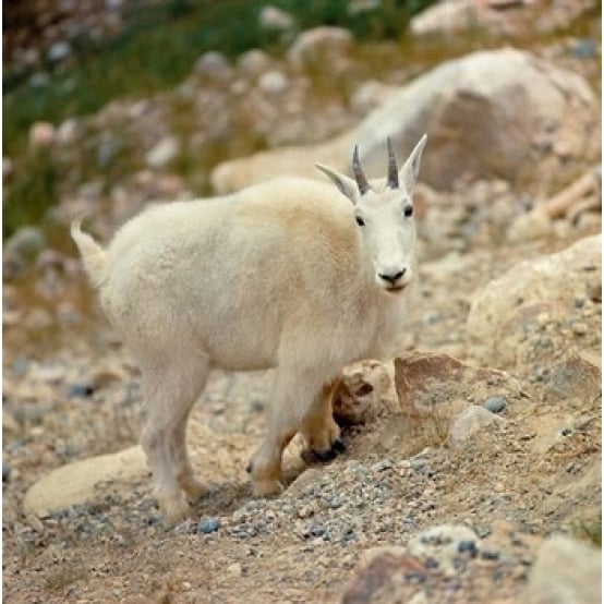 Alberta Banff NP Rocky Mountain goat Poster Print by Ric Ergenbright (12 x 12) Image 1