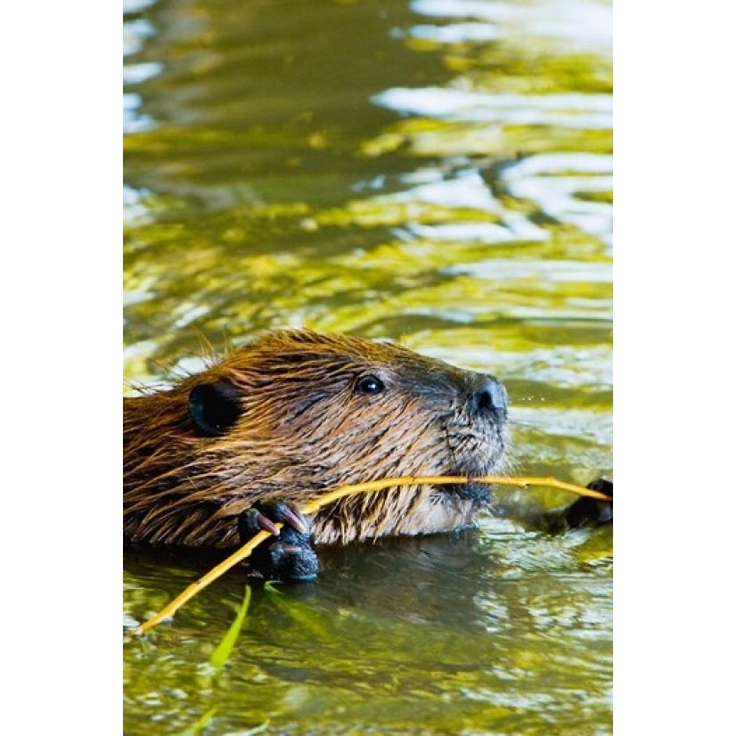 Head of American Beaver Stanley Park British Columbia Poster Print by Paul Colangelo (24 x 36) Image 1