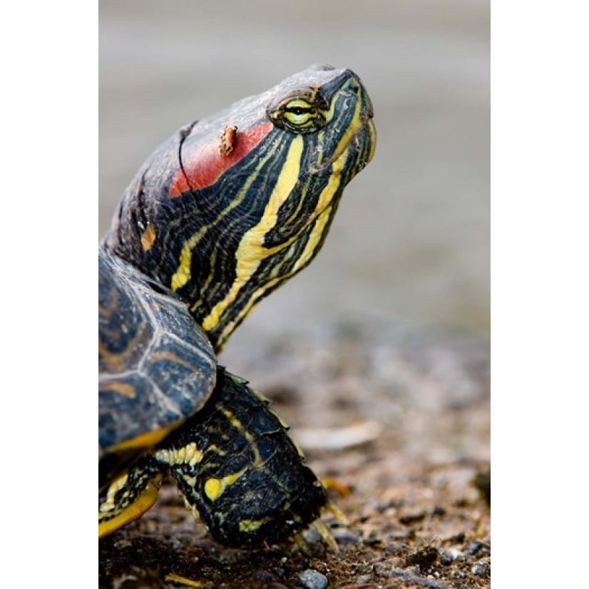 Red-eared pond slider turtle British Columbia Poster Print by Paul Colangelo (17 x 26) Image 1