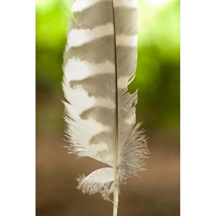 Barred owl feather Stanley Park British Columbia Poster Print by Paul Colangelo (24 x 36) Image 1