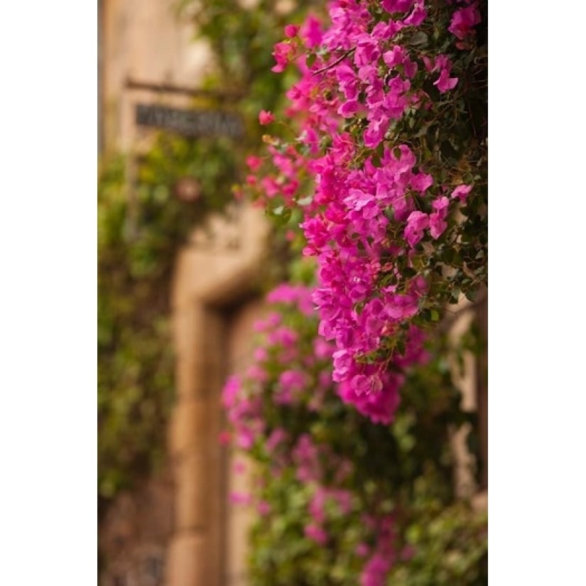 Flower-covered Buildings Old Town Ciudad Monumental Caceres Spain Print by Walter Bibikow Image 1