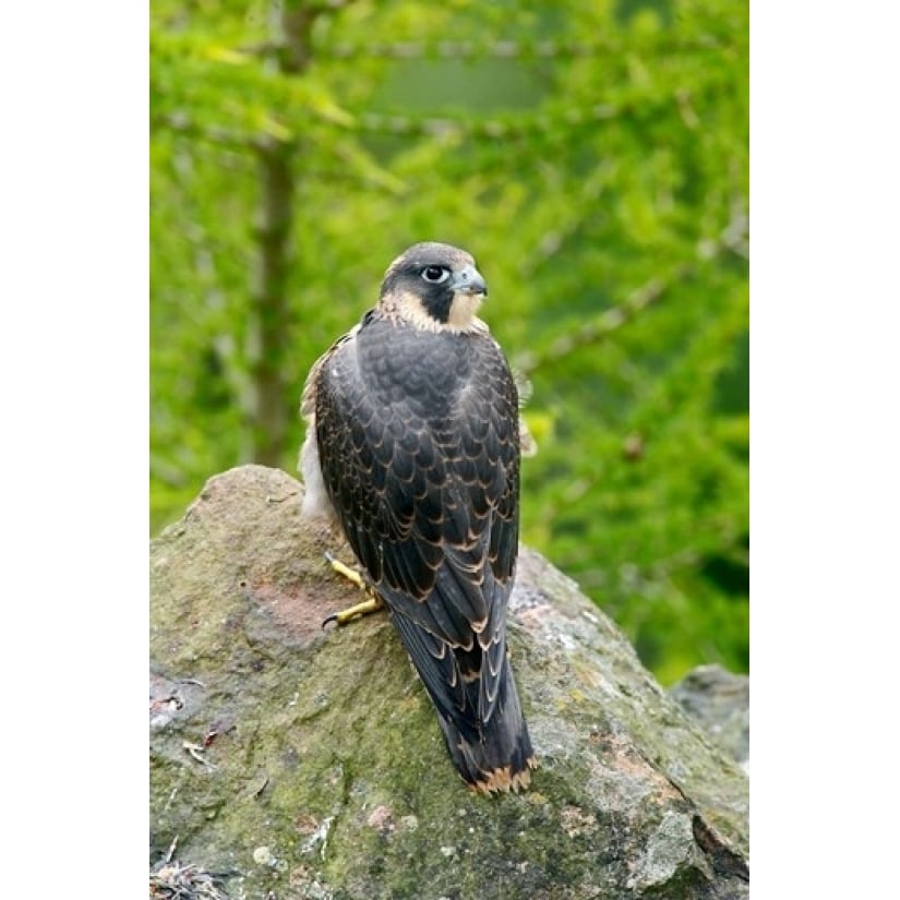 Wildlife Peregrine Falcon Bird on Rock Poster Print by David Slater (11 x 17) Image 1