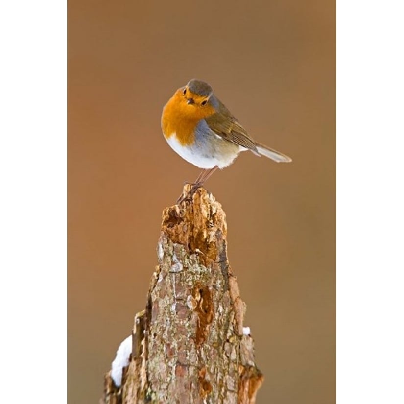 UK Robin bird on tree stump Winter Poster Print by David Slater (11 x 17) Image 1