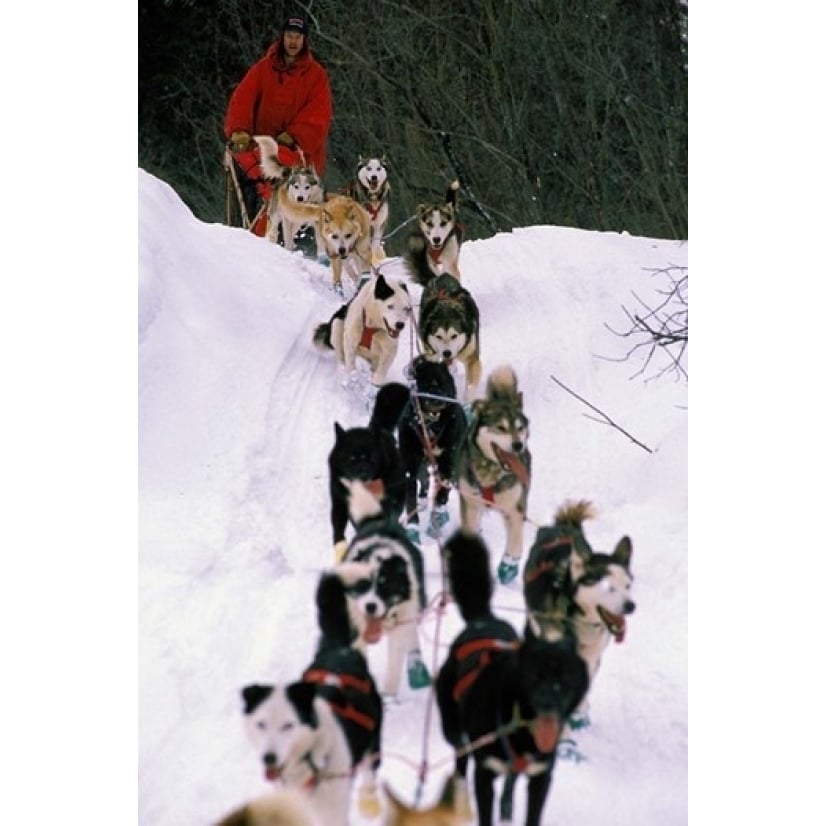 Dog Sled Racing in the 1991 Iditarod Sled Race Alaska USA Poster Print by Paul Souders (12 x 17) Image 1