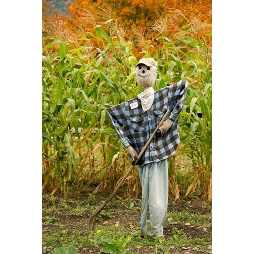 York Cooperstown Farmers Museum Fall cornfield with scarecrow Print by Cindy Miller Hopkins (24 x 36) Image 1