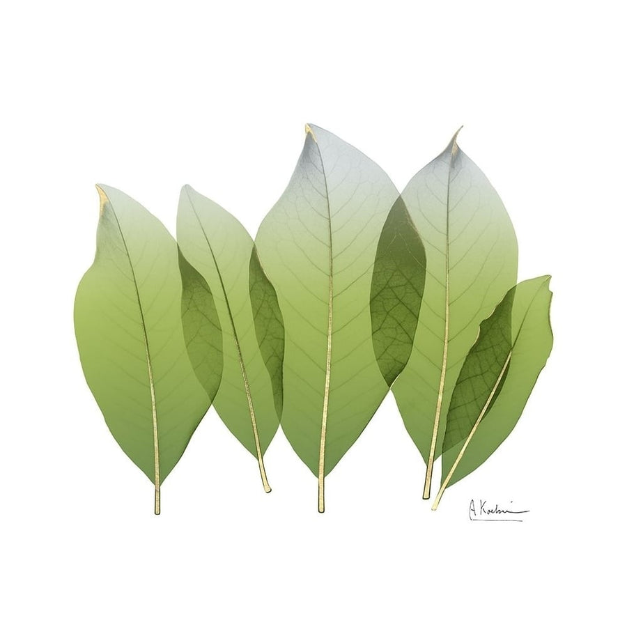 Golden Magnolia Leaf Poster Print by Albert Koetsier (9 x 12) Image 1