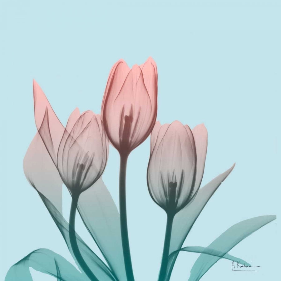 Awakening Tulips 2 Poster Print by Albert Koetsier (12 x 12) Image 1