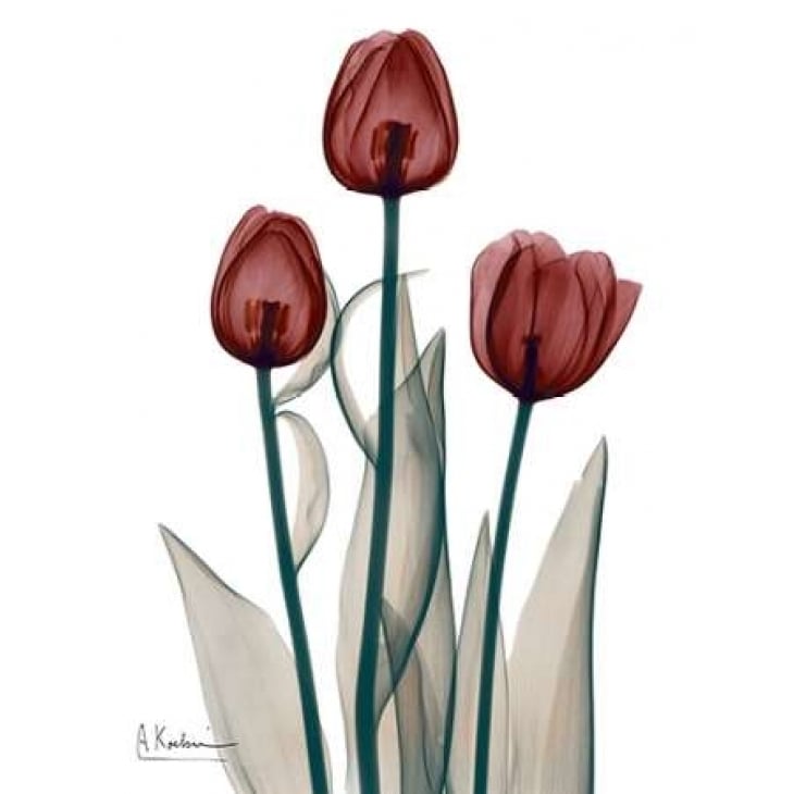 Early Tulips in Red Poster Print by Albert Koetsier (9 x 12) Image 1