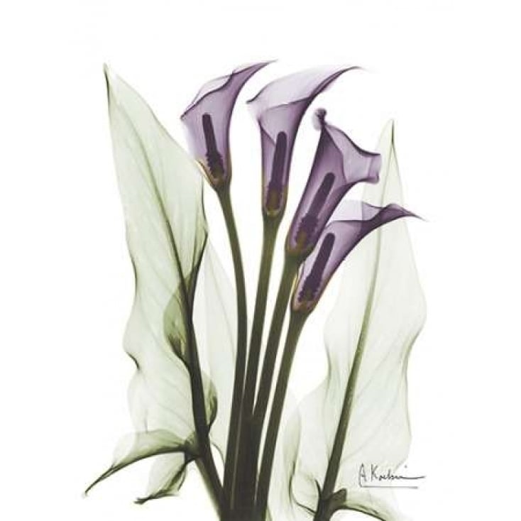 Calla Lily Quad in Color Poster Print by Albert Koetsier (9 x 12) Image 1