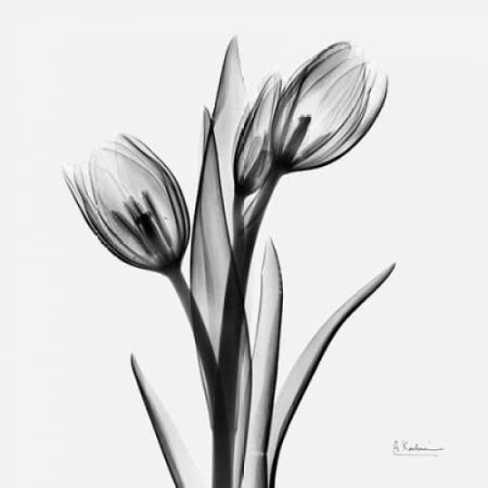 Tulips Poster Print by Albert Koetsier (12 x 12) Image 1