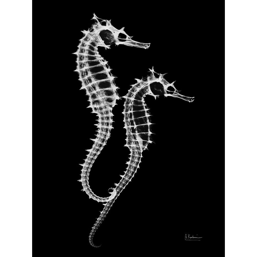 Seahorse Twins on Black Poster Print by Albert Koetsier (12 x 9) Image 1