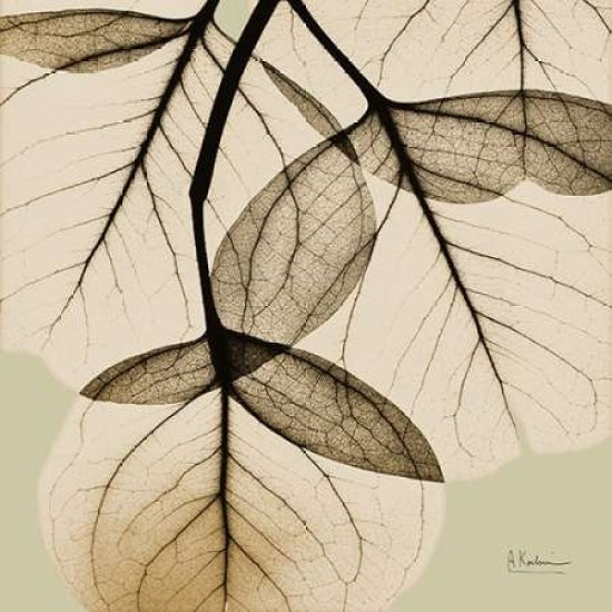 Eucalyptus Poster Print by Albert Koetsier (12 x 12) Image 1