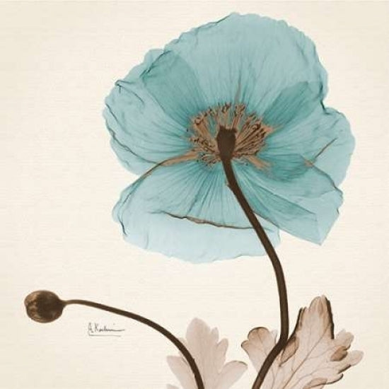 Iceland Poppy Believe Poster Print by Albert Koetsier (12 x 12) Image 1