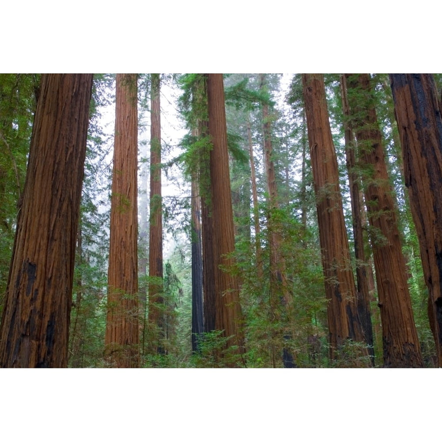 Redwood Trees Poster Print (36 x 12) Image 1