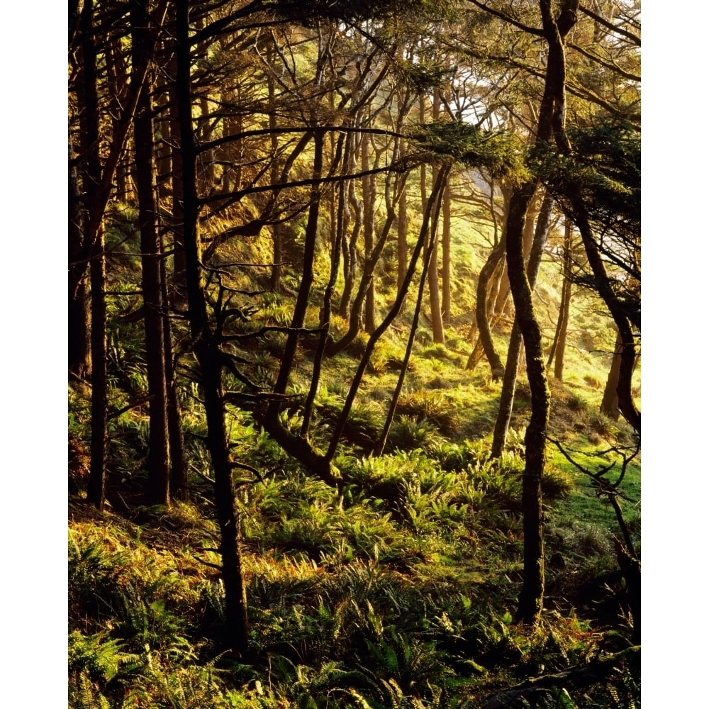 Sunlight On Fern Plants Growing In Forest Poster Print (14 x 11) Image 1