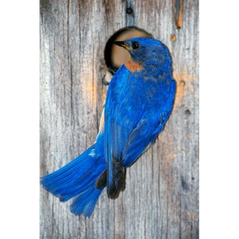 Male Eastern Bluebird Poster Print by Panoramic Images (12 x 18) Image 1