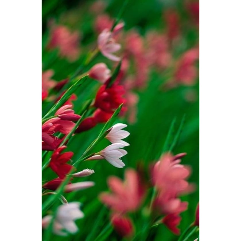 Kaffir Lily Flowers In Bloom Poster Print by Panoramic Images (12 x 19) Image 1