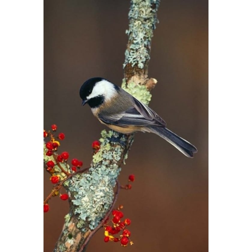 Black-capped Chickadee Bird Poster Print by Panoramic Images (12 x 19) Image 1