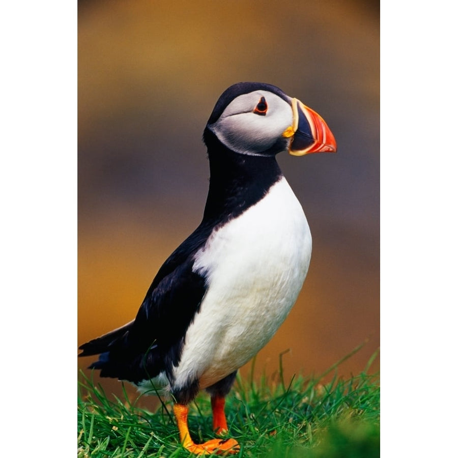 Puffin bird in grass selective focus profile Isle of Lunga Scotland. Poster Print (9 x 27) Image 1