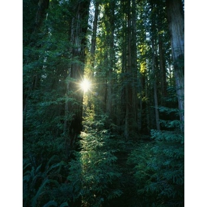 Low angle view of sunstar through redwood trees Jedediah Smith Redwoods State Park California USA. Print by Panoramic Image 1