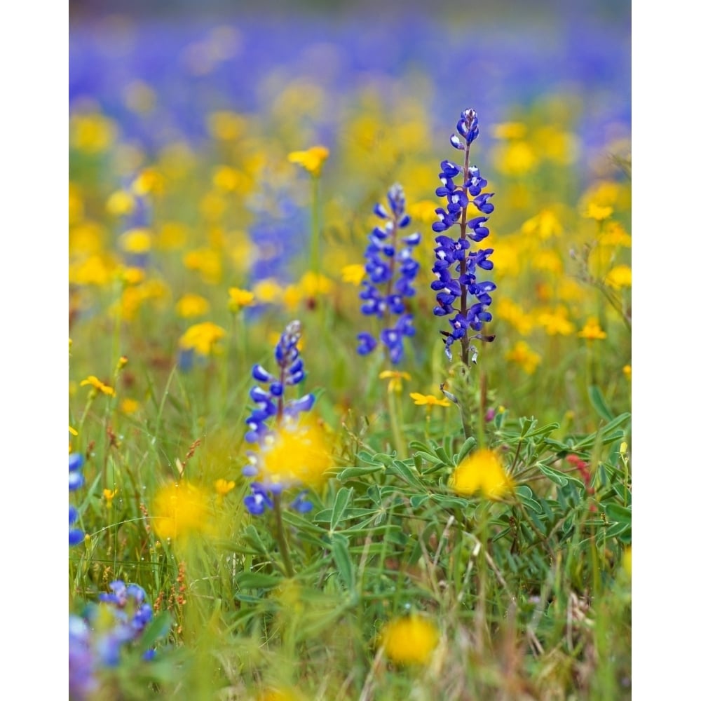 Texas bluebonnet flowers in bloom among yellow wildflowers selective focus Texas USA. Poster Print (14 x 11) Image 1