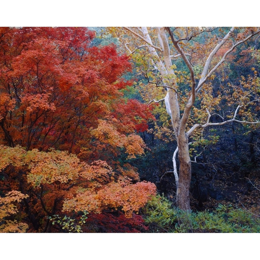 Sycamore trees and Bigtooth maple Acer grandidentatum trees in a forest Garden Canyon Huachuca Mountains Coronado 9 x 27 Image 1