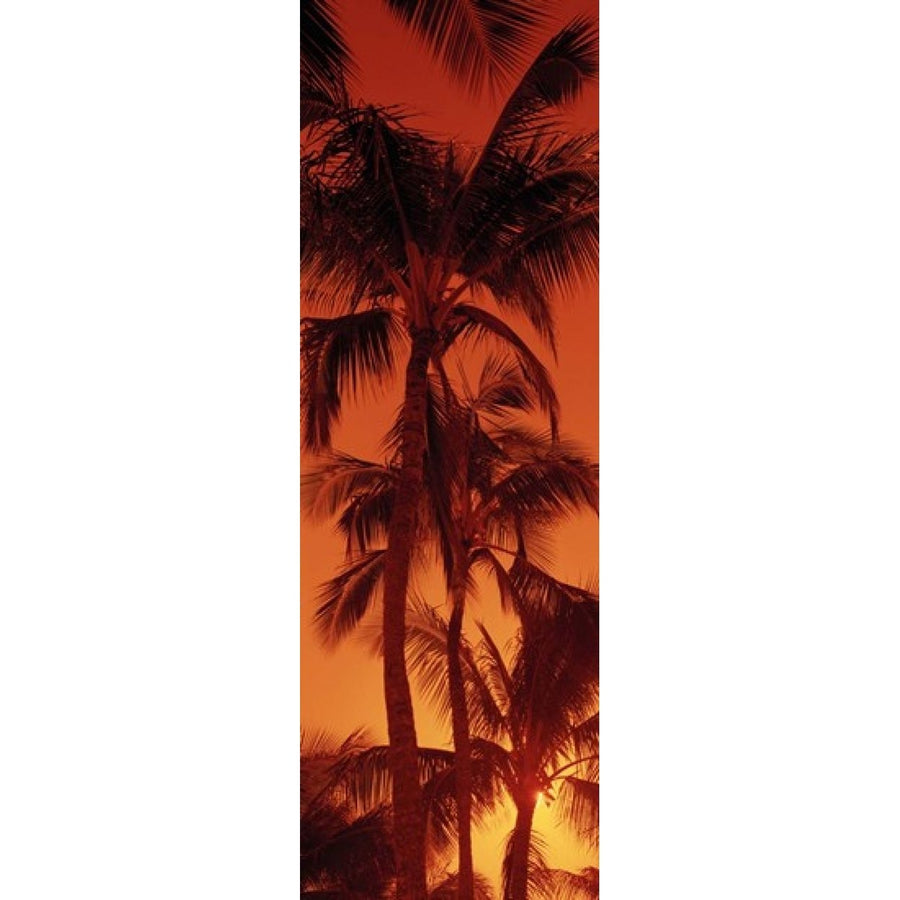 Low angle view of palm trees at dusk Kalapaki Beach Kauai Hawaii USA Poster Print (36 x 12) Image 1