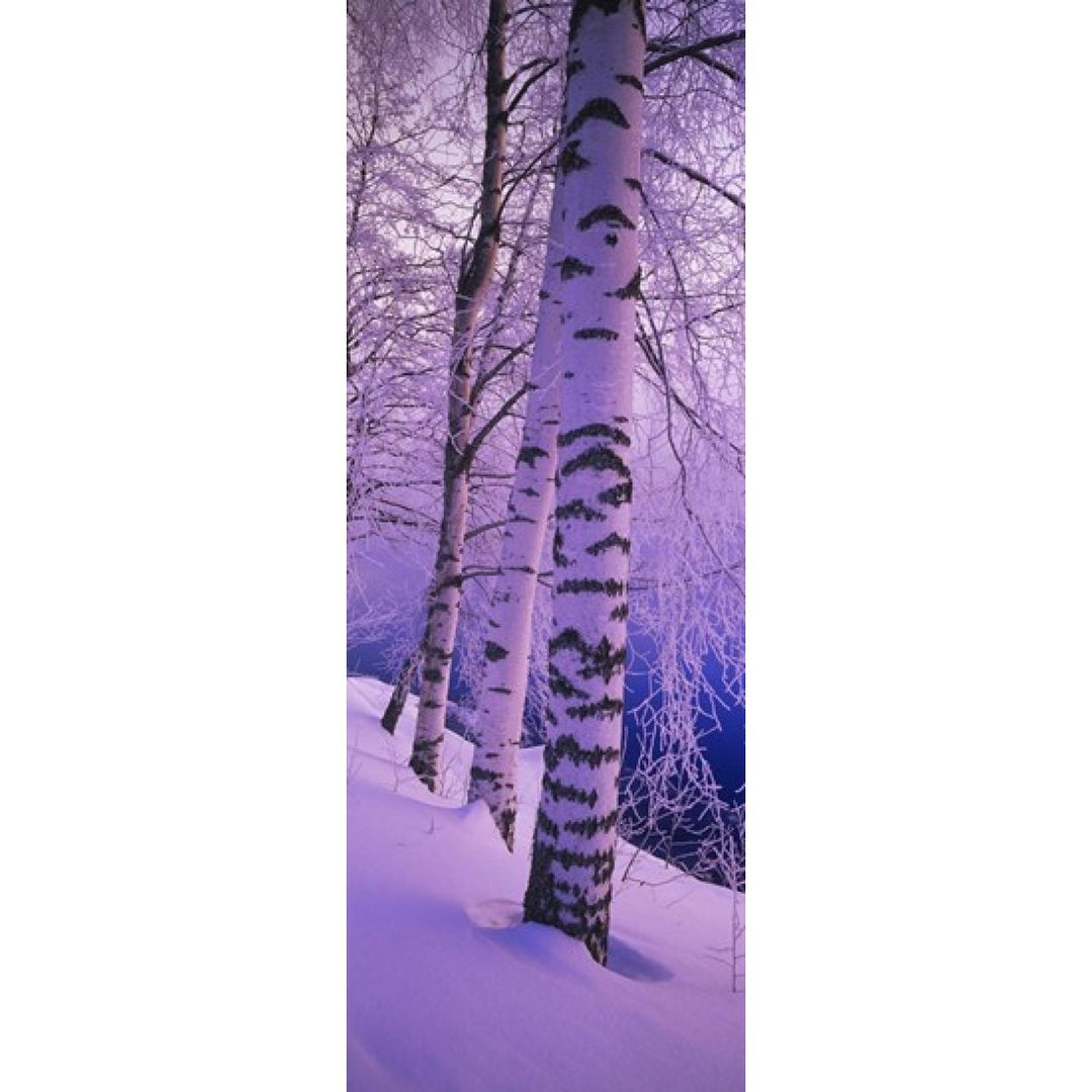 Birch trees at the frozen riverside Vuoksi River Imatra Finland Poster Print (36 x 13) Image 1