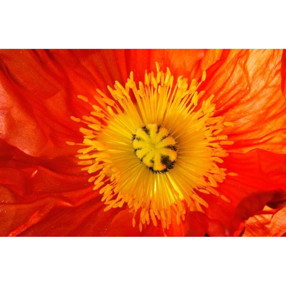 Close up of red and yellow flower Poster Print (36 x 12) Image 1