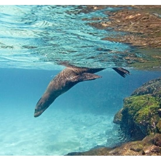 Galapagos sea lion (Zalophus wollebaeki) swimming underwater Galapagos Islands Ecuador Print by Panoramic Images Image 1