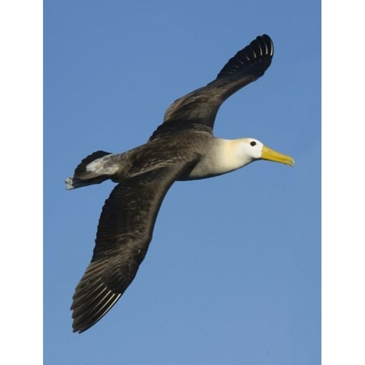 Waved albatross (Diomedea irrorata) flying in the sky Galapagos Islands Ecuador Print by Panoramic Images Image 1