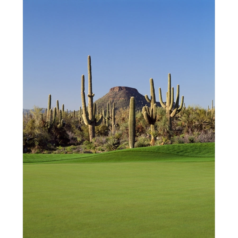 Saguaro cacti in a golf course Troon North Golf Club Scottsdale Maricopa County Arizona USA Poster Print (14 x 11) Image 1