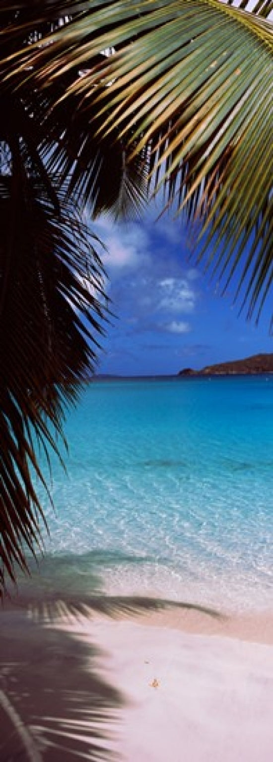 Palm tree on the beach Maho Bay Virgin Islands National Park St. John US Virgin Islands Poster Print (36 x 13) Image 1