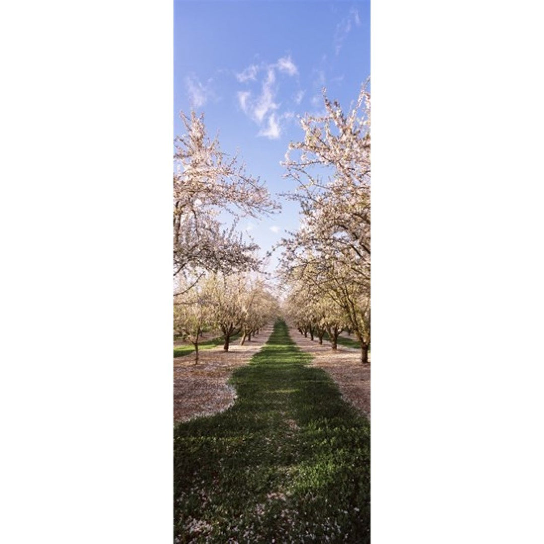 Almond trees in an orchard Central Valley California USA Poster Print (36 x 13) Image 1