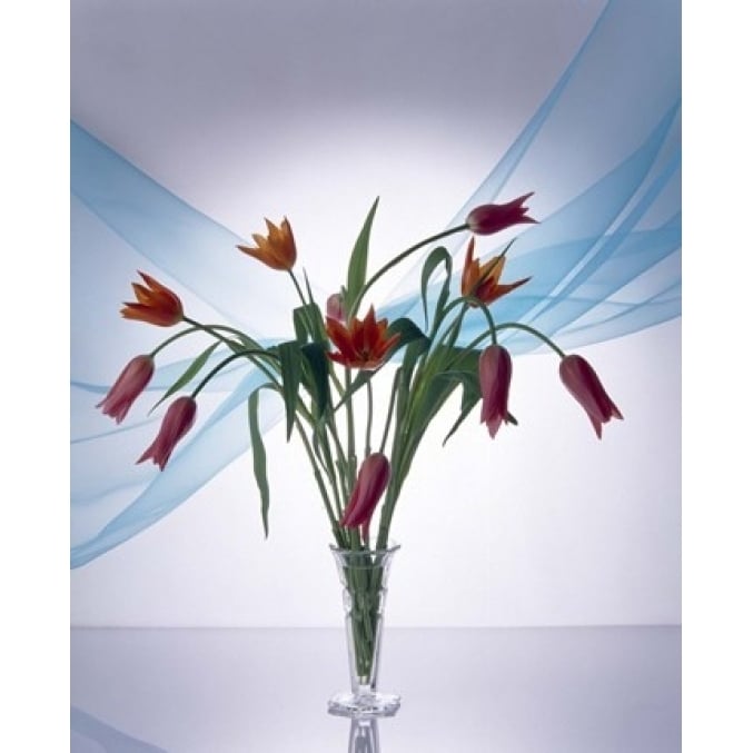 Long stemmed bouquet of dark pink tulips in a small vase draped with light blue sheer fabric Print by Panoramic Images Image 1