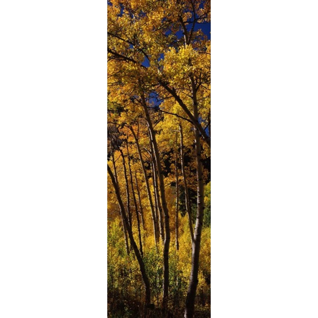 Aspen trees in autumn Colorado USA Poster Print (36 x 12) Image 1