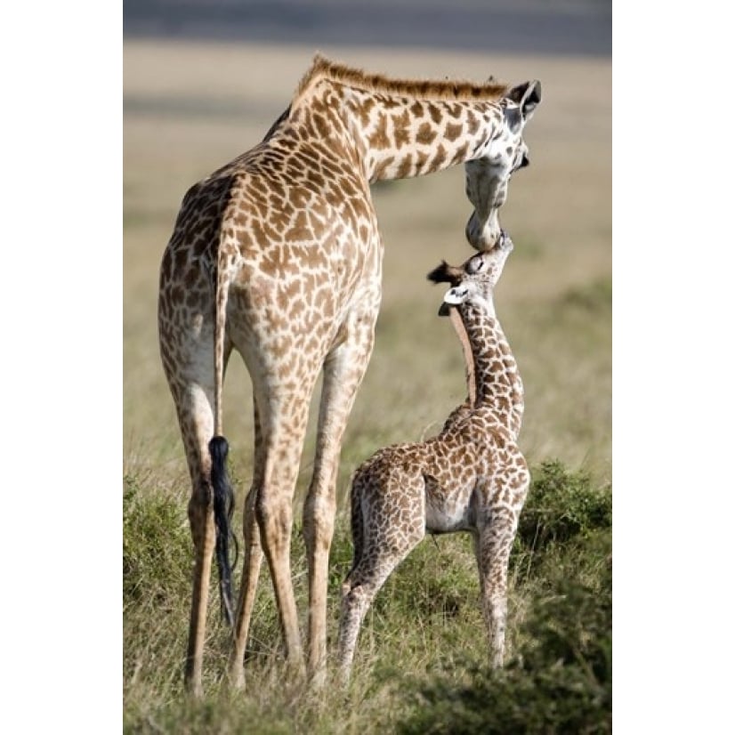 Masai giraffe (Giraffa camelopardalis tippelskirchi) with its calf Masai Mara National Reserve Kenya Print by Image 1